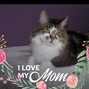 Meet your Posher, Connie